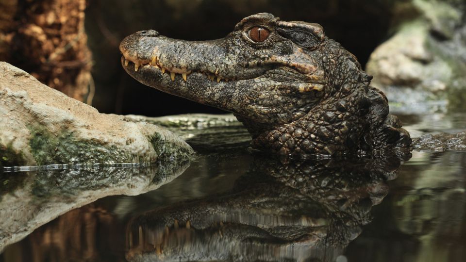 Schneider-törpekajmán (Paleosuchus trigonatus)