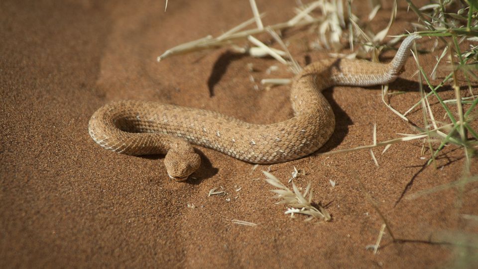 Sivatagi halálkígyó (Acanthophis pyrrhus)