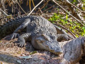 Sziámi krokodil (Crocodylus siamensis)