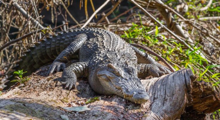 Sziámi krokodil (Crocodylus siamensis)