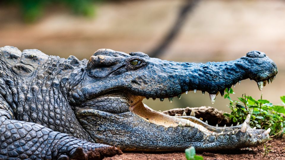 Sziámi krokodil (Crocodylus siamensis)