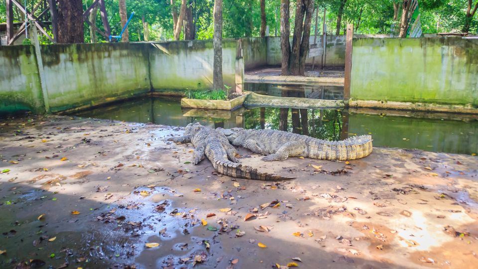 Sziámi krokodil (Crocodylus siamensis)