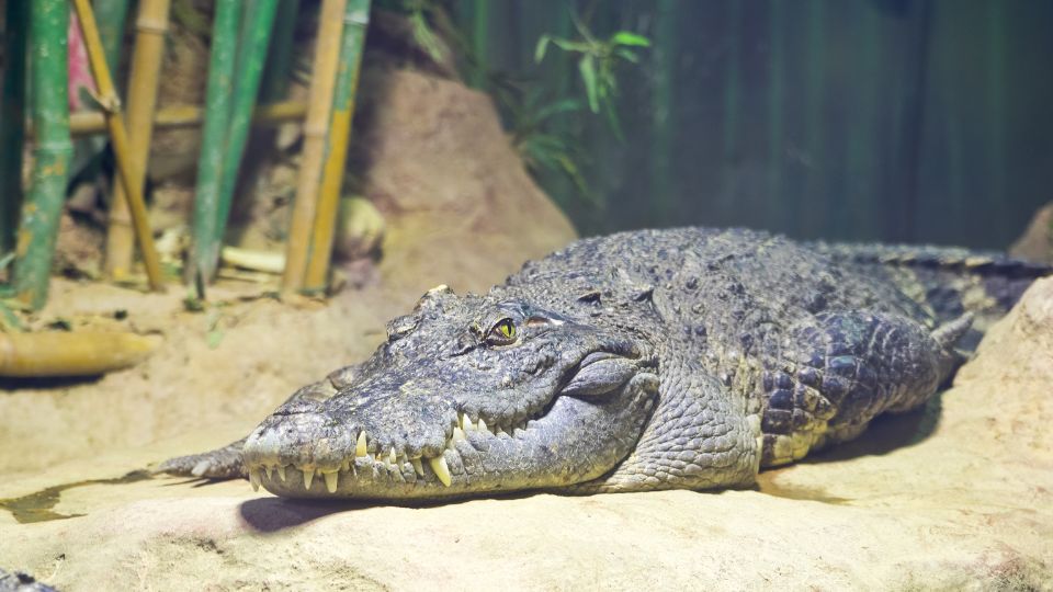 Sziámi krokodil (Crocodylus siamensis)