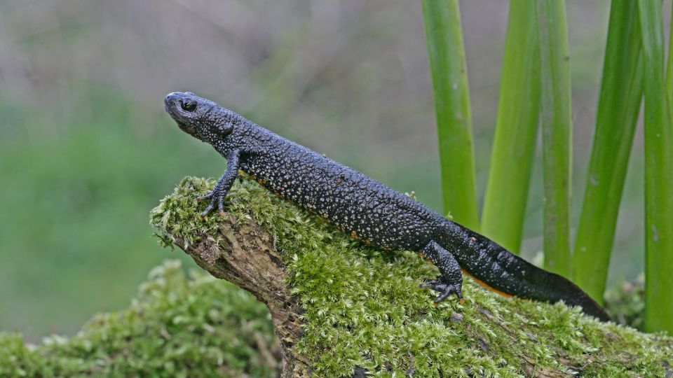 Tarajos gőte (Triturus cristatus)