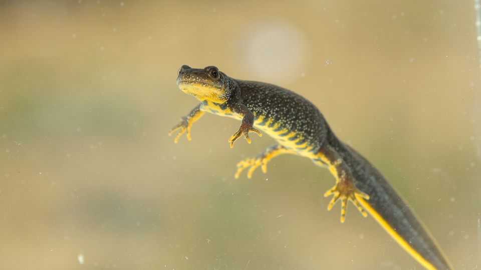 Tarajos gőte (Triturus cristatus)