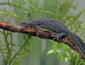 Tarajos gőte (Triturus cristatus)