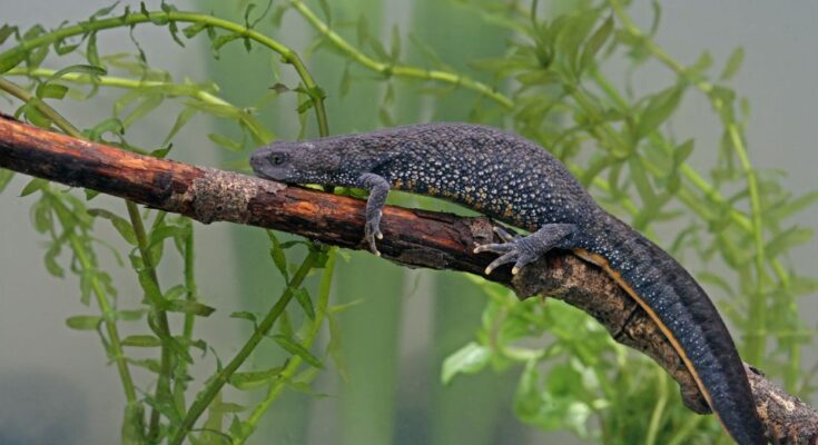 Tarajos gőte (Triturus cristatus)