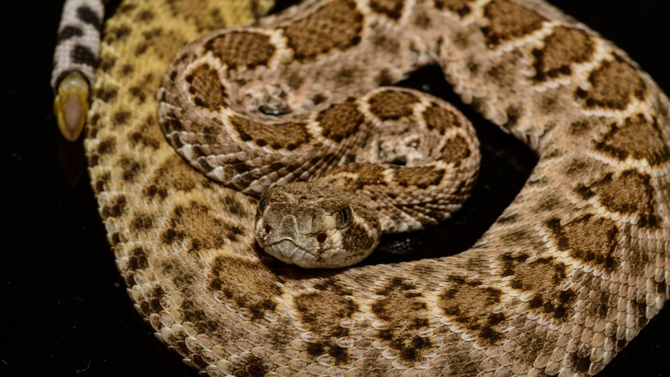 Texasi csörgőkígyó (Crotalus atrox)