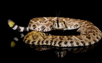 Texasi csörgőkígyó (Crotalus atrox)