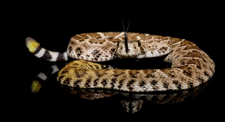 Texasi csörgőkígyó (Crotalus atrox)