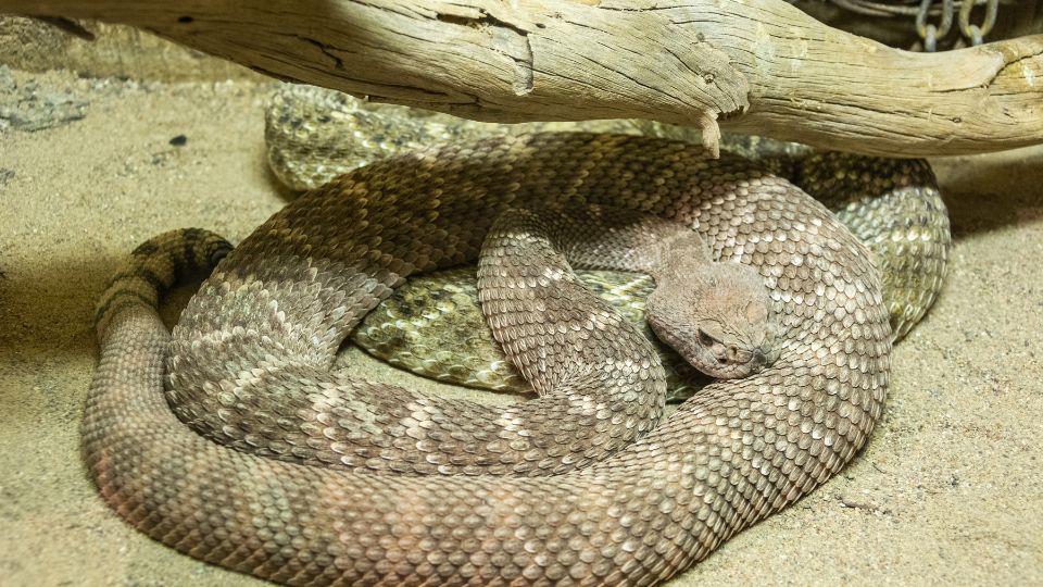 Texasi csörgőkígyó (Crotalus atrox)