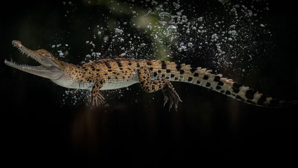 Új-guineai krokodil (Crocodylus novaeguineae)