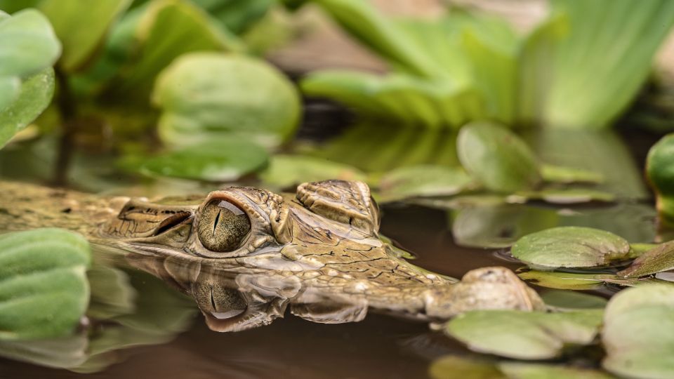 Új-guineai krokodil (Crocodylus novaeguineae)