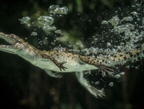 Új-guineai krokodil (Crocodylus novaeguineae)