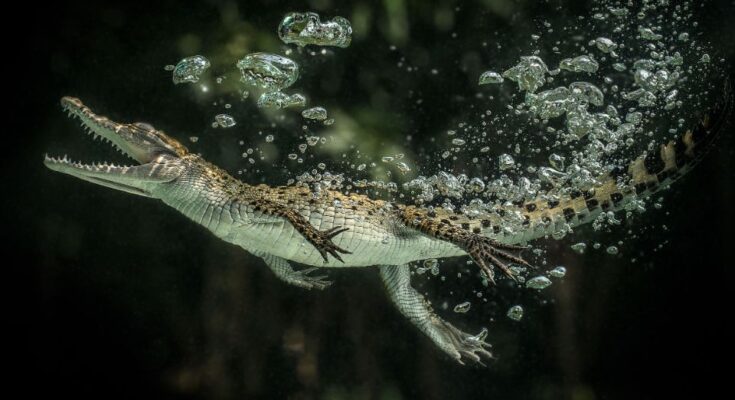 Új-guineai krokodil (Crocodylus novaeguineae)