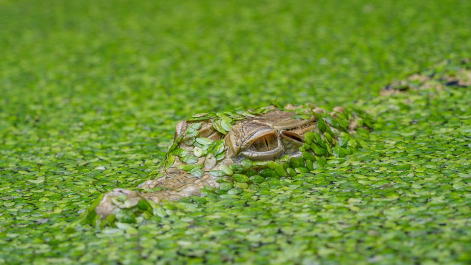 Új-guineai krokodil (Crocodylus novaeguineae)