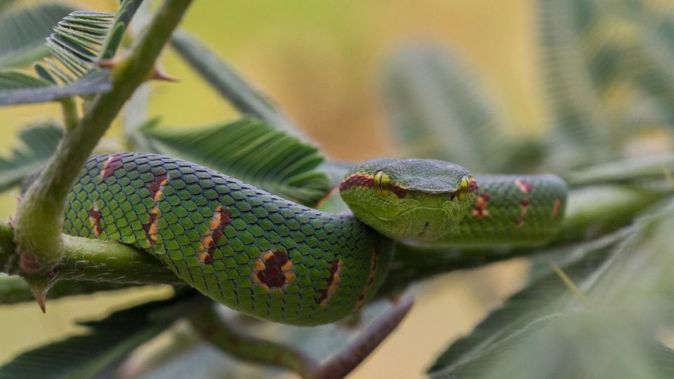 Wagler-bambuszvipera (Tropidolaemus wagleri)