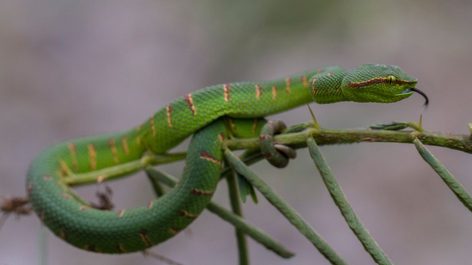 Wagler-bambuszvipera (Tropidolaemus wagleri)