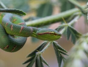 Wagler-bambuszvipera (Tropidolaemus wagleri)