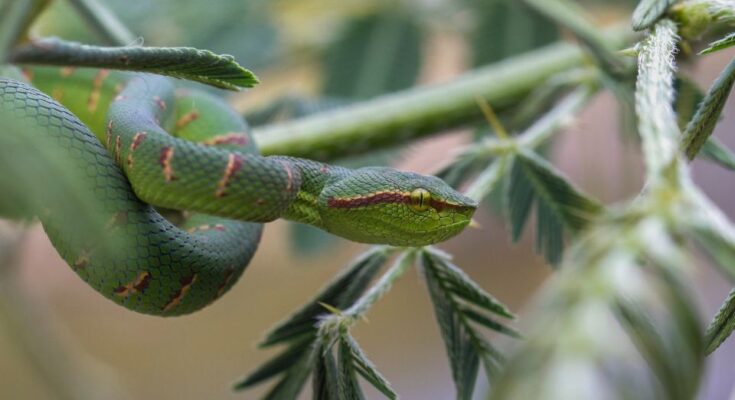 Wagler-bambuszvipera (Tropidolaemus wagleri)