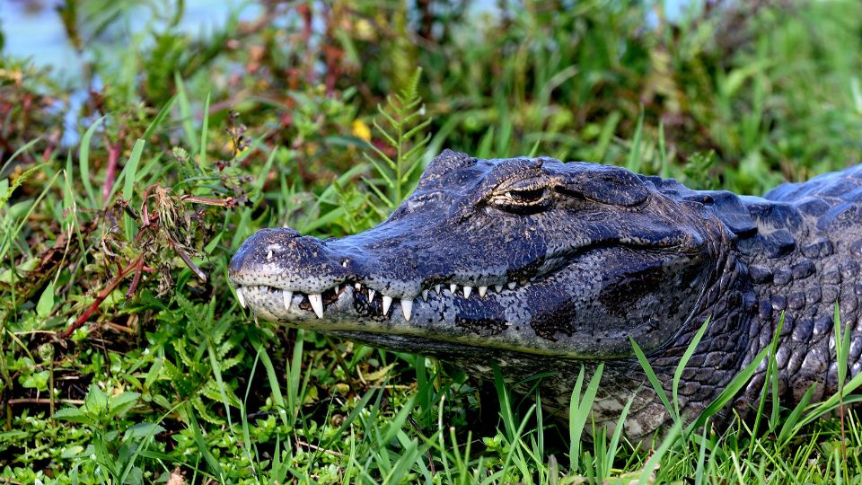 Yacare kajmán (Caiman yacare)