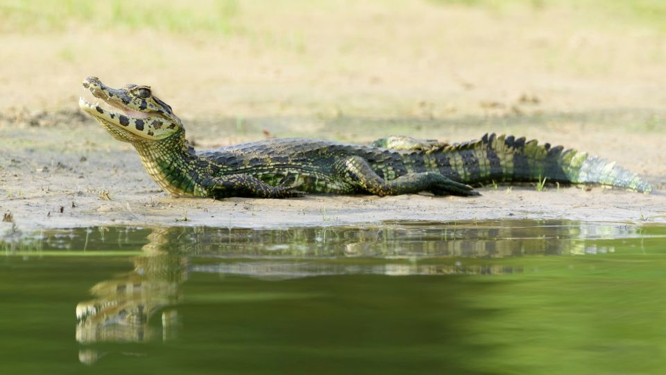 Yacare kajmán (Caiman yacare)