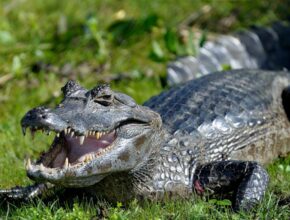 Yacare kajmán (Caiman yacare)