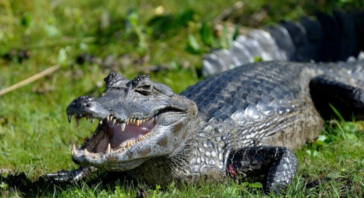 Yacare kajmán (Caiman yacare)