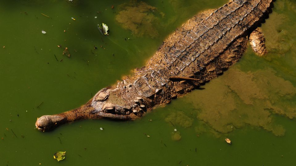 Gaviálfélék (Gavialidae)