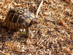 görög teknős (Testudo hermanni)