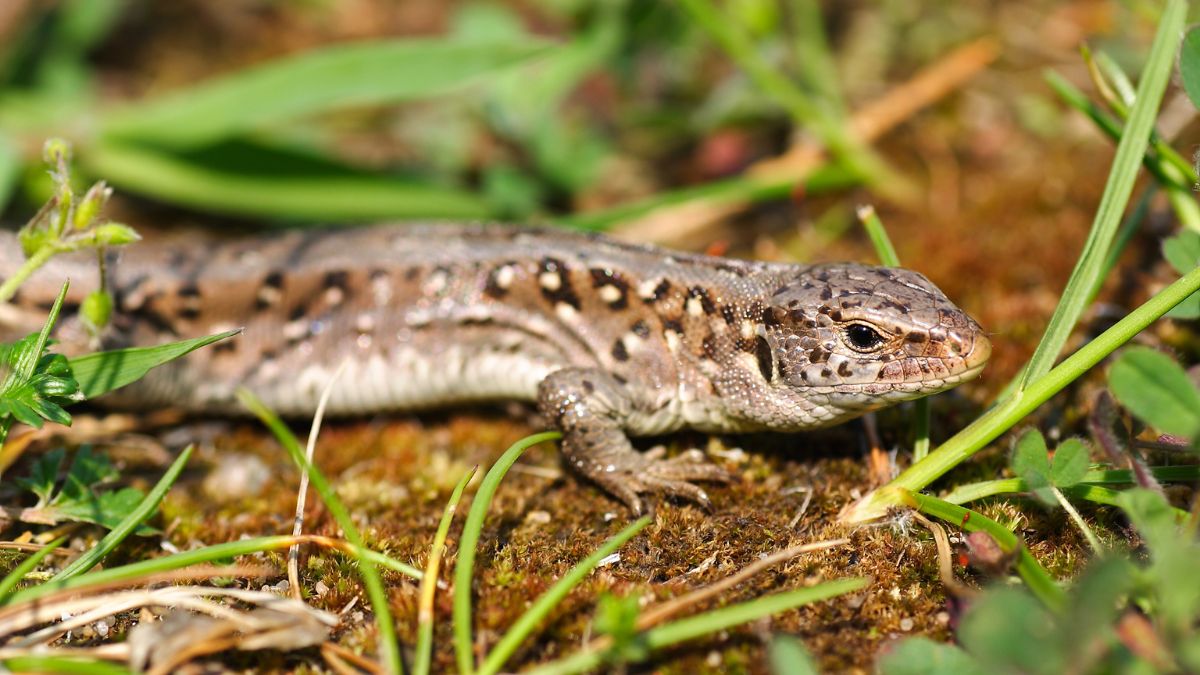 Fürge gyík (Lacerta agilis) előfordulása, élőhelye, táplálkozása, szaporodása Egy fürge gyík napfényben, zöld fű között, természetes élőhelyén.