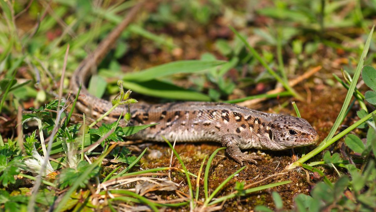 Fürge gyík (Lacerta agilis) előfordulása, élőhelye, táplálkozása, szaporodása Egy fürge gyík napfényben, zöld fű között, természetes élőhelyén.