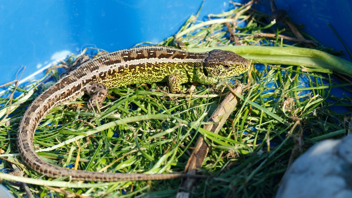 Fürge gyík (Lacerta agilis) előfordulása, élőhelye, táplálkozása, szaporodása Egy fürge gyík zöld és barna mintázattal, fűben és ágak között.