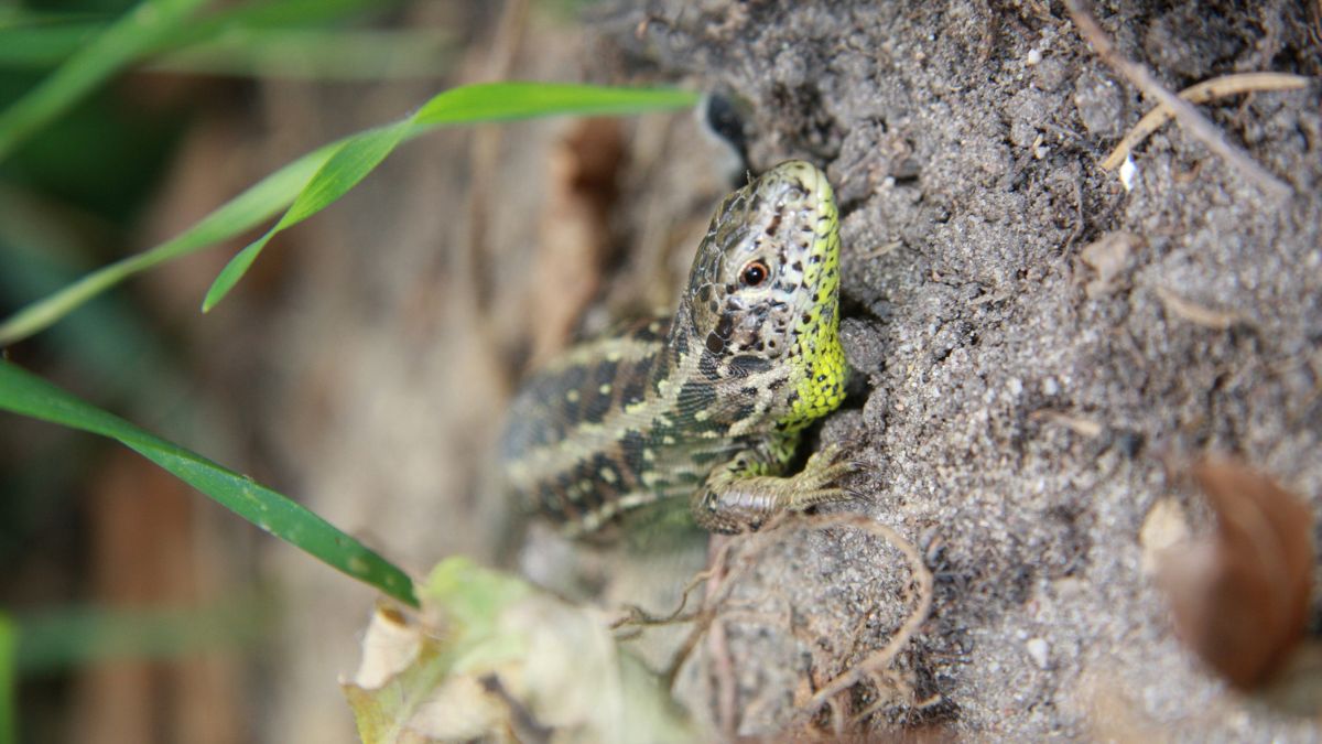 Fürge gyík (Lacerta agilis) előfordulása, élőhelye, táplálkozása, szaporodása Egy fürge gyík, zöldes színű, a talaj közelében, fűvel körülvéve.