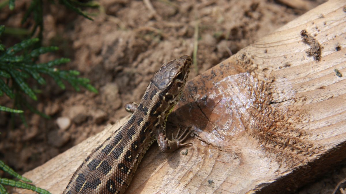 Fürge gyík (Lacerta agilis) előfordulása, élőhelye, táplálkozása, szaporodása Egy fürge gyík napfényben, fán pihenve, körülötte föld és növényzet.