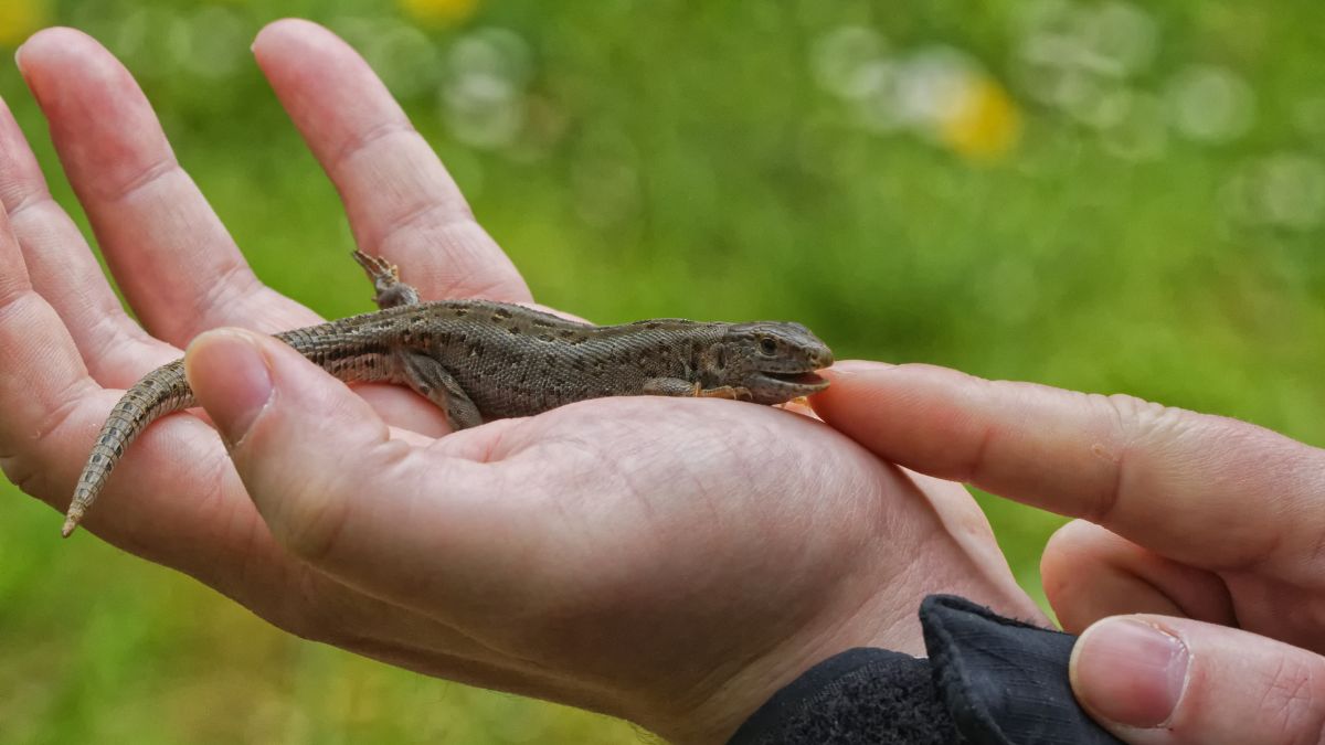 Fürge gyík (Lacerta agilis) előfordulása, élőhelye, táplálkozása, szaporodása Egy fürge gyík a kézben, zöld háttérrel, természetes élőhelyén.