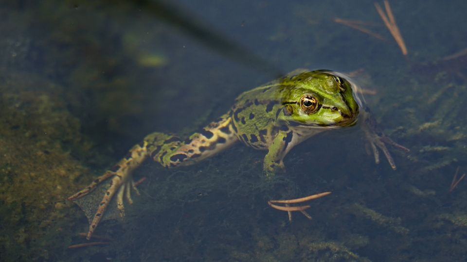 kecskebéka (Pelophylax kl. esculenta)