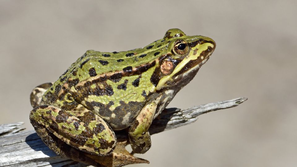 kecskebéka (Pelophylax kl. esculenta)