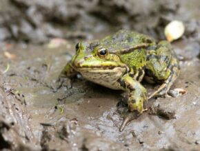 kecskebéka (Pelophylax kl. esculenta)