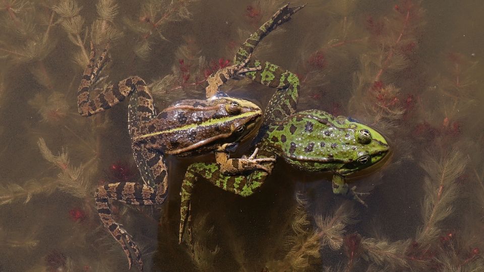 kecskebéka (Pelophylax kl. esculenta)