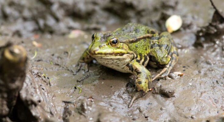 kecskebéka (Pelophylax kl. esculenta)