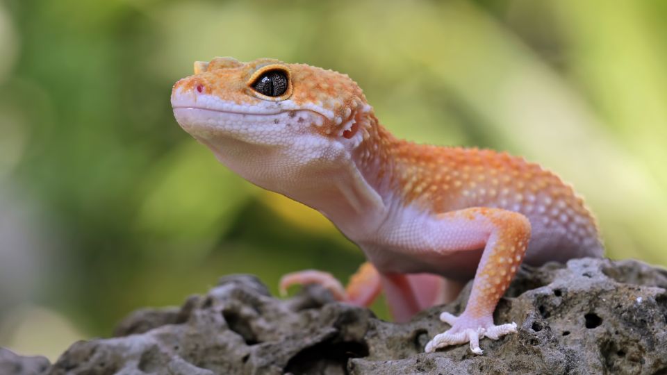 Leopárd gekkó tartása