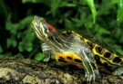 vörösfülű ékszerteknős (Trachemys scripta elegans)