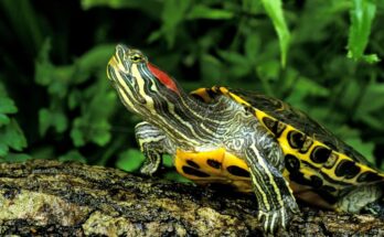 vörösfülű ékszerteknős (Trachemys scripta elegans)