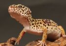leopard gekko Milyen gyakran kell takarítani a gekkók terráriumát?