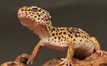 leopard gekko Milyen gyakran kell takarítani a gekkók terráriumát?