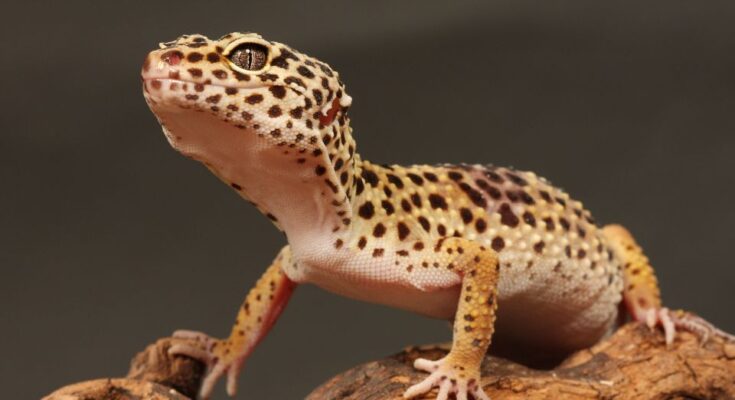 leopard gekko Milyen gyakran kell takarítani a gekkók terráriumát?