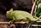 sisakos kameleon Chamaeleo calyptratus 1 Hogyan védi meg a hüllők pikkelyes bőre őket a kiszáradástól és a ragadozóktól?
