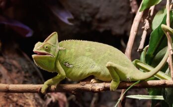 sisakos kameleon Chamaeleo calyptratus 1 Hogyan védi meg a hüllők pikkelyes bőre őket a kiszáradástól és a ragadozóktól?
