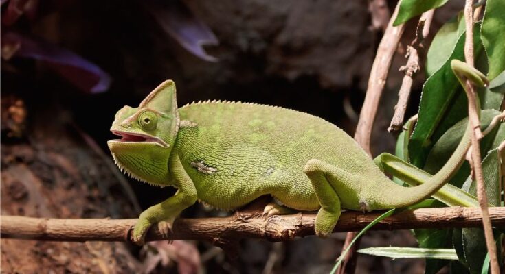 sisakos kameleon Chamaeleo calyptratus 1 Hogyan védi meg a hüllők pikkelyes bőre őket a kiszáradástól és a ragadozóktól?